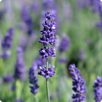 Hidcote Blue Lavender Samen Lavandula angustifolia purple Blumen