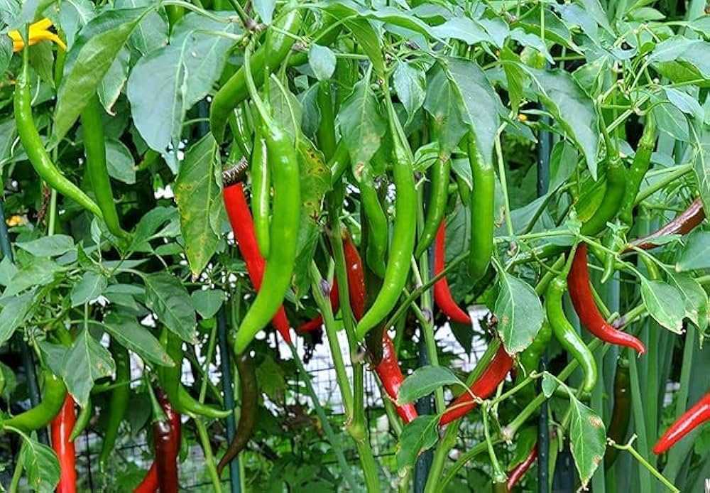 High budding rate pepper samen für aussaat