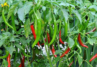 High budding rate pepper samen für aussaat