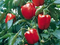 High germination bell pepper samen