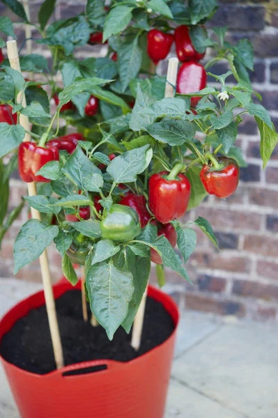 High germination süße crunch bell pepper samen