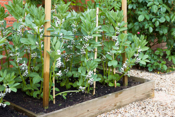 High germination broad bean samen für home gardens
