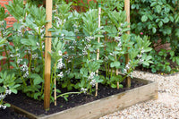 High germination broad bean samen für home gardens