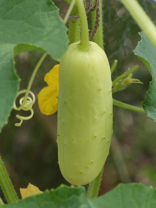 High germination crisp salad blonde cucumber samen