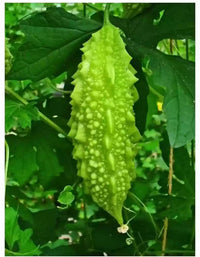 Fresh garten gemüse samen für aussaat