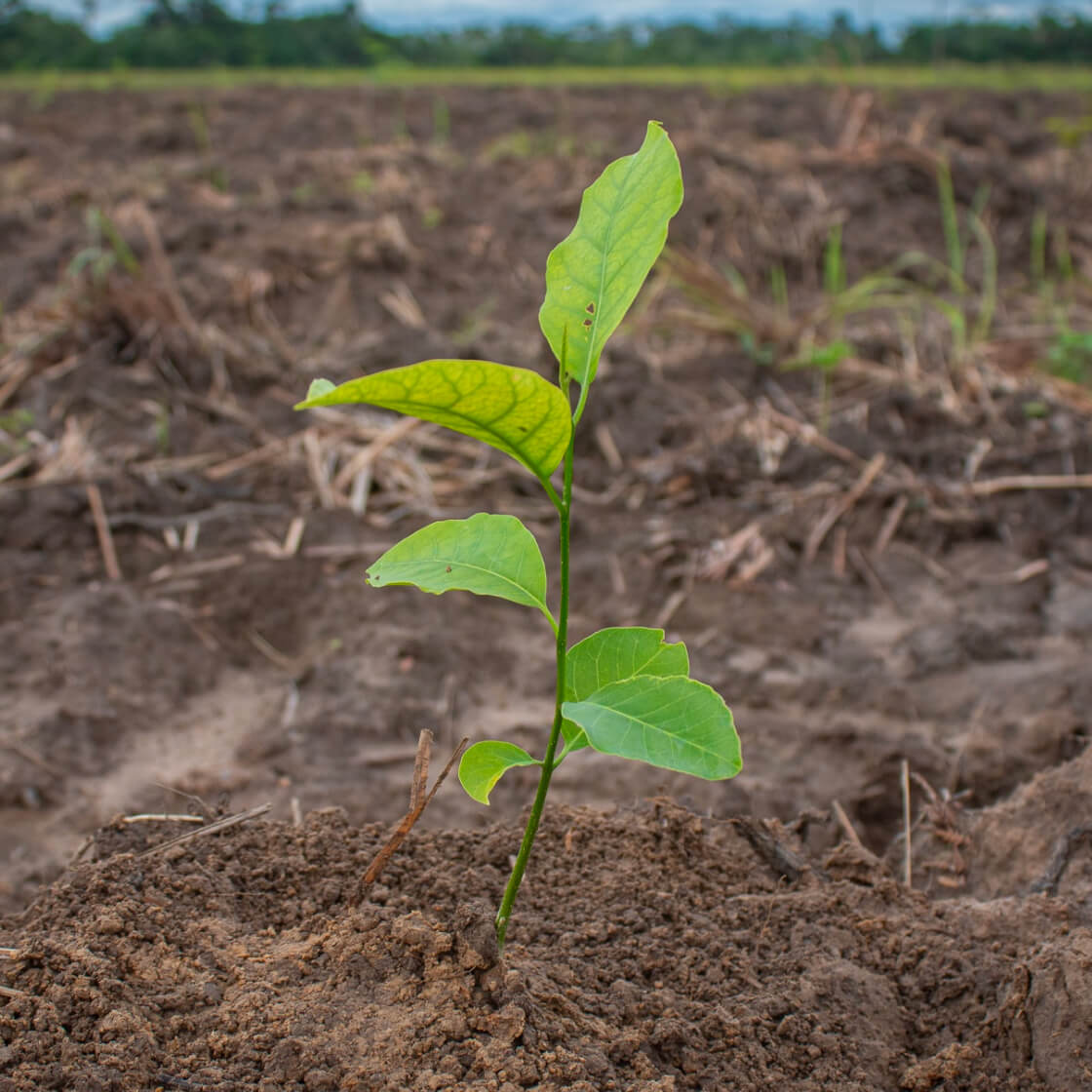 High germination dominican kidney bean samen