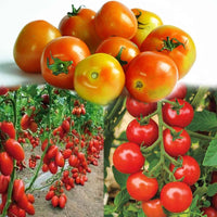 High germination tomato samen für gardeners