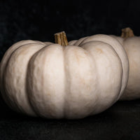 High germination valencia weiße pumpkin samen