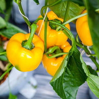 Fresh gelbe bell pepper garten samen für aussaat