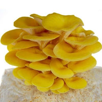 High germination gelbe pilz samen für wachsend