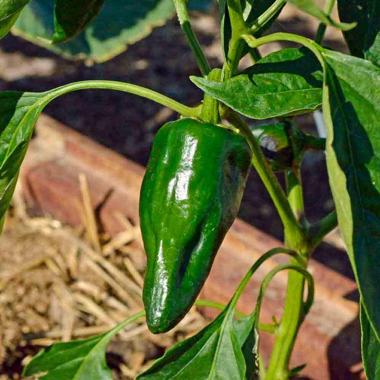 High-yield ancho poblano pepper samen für home gardeners