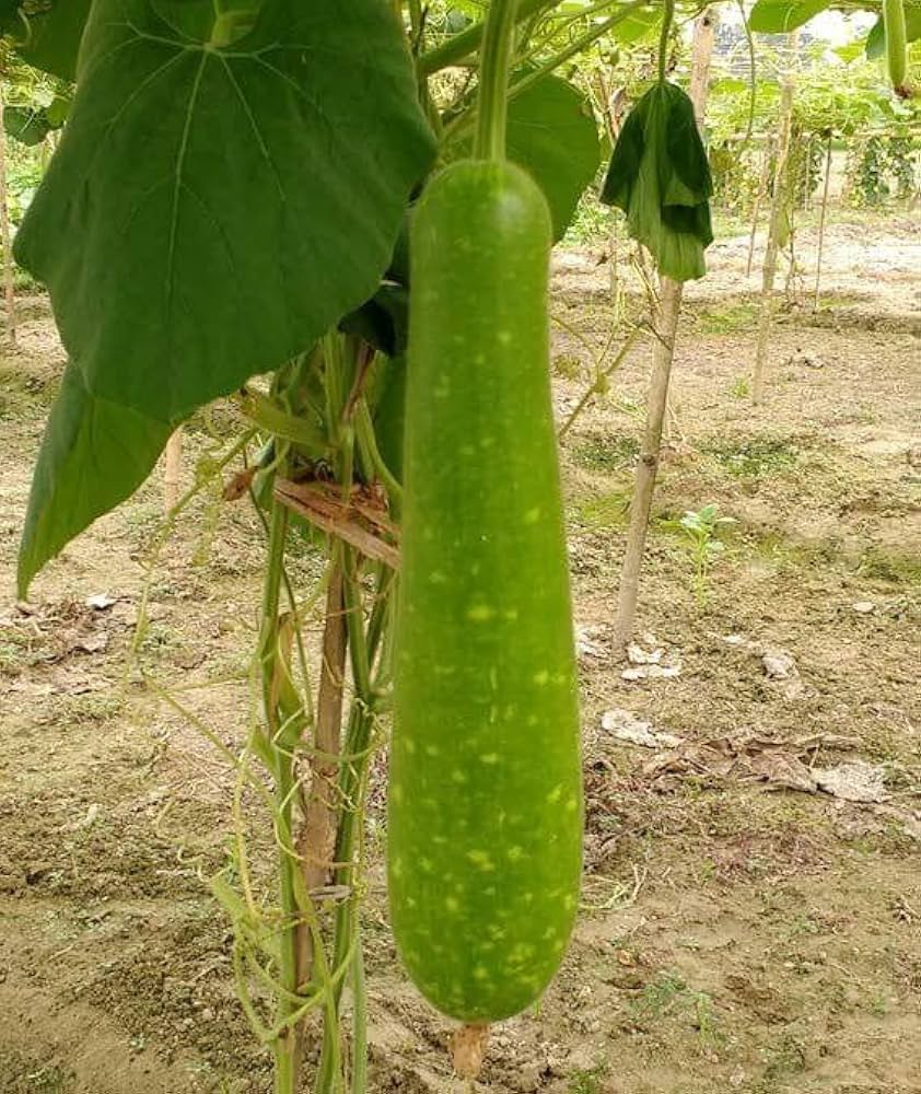 High-yield bottle gourd samen