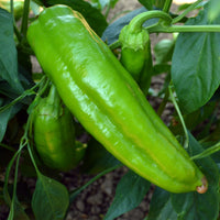High-yield italienische süße pepper samen
