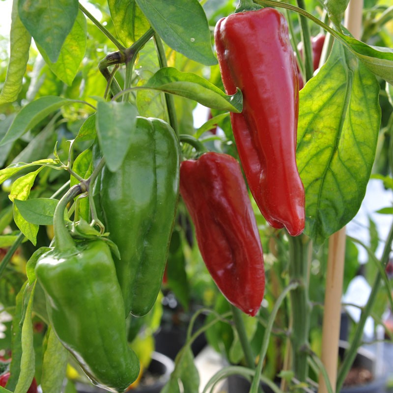 High-yield süße marconi pepper samen