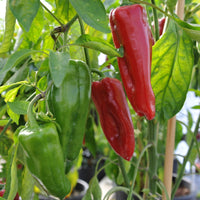 High-yield süße marconi pepper samen