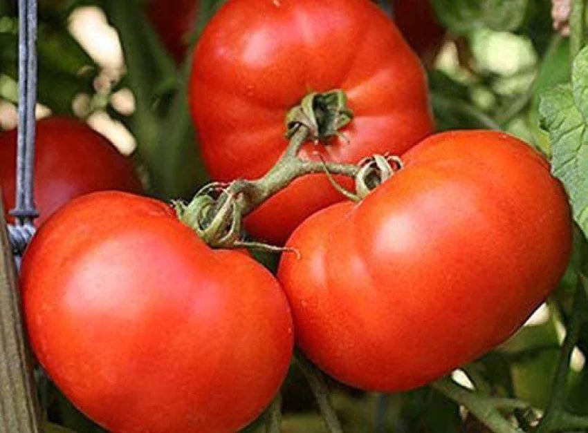 High-yield mixed riesige tomato pflanzen für garten beds