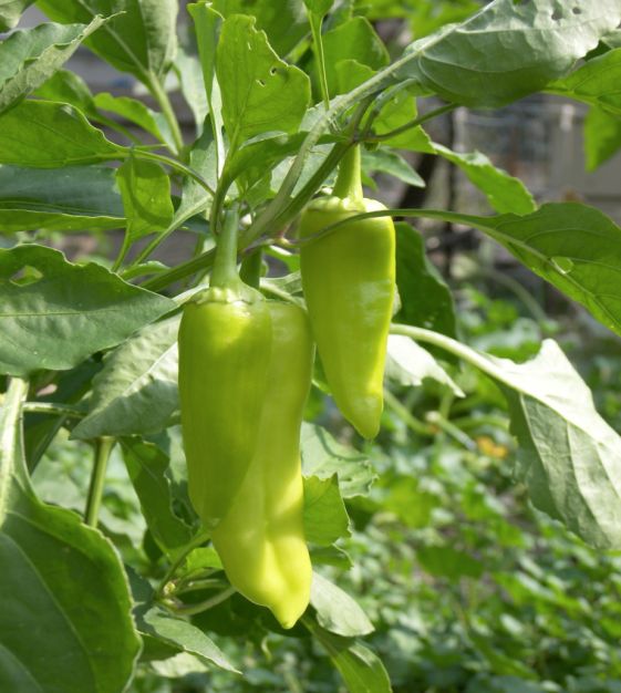 High-yield italienische pepperoncini samen