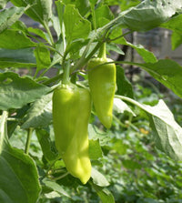 High-yield italienische pepperoncini samen