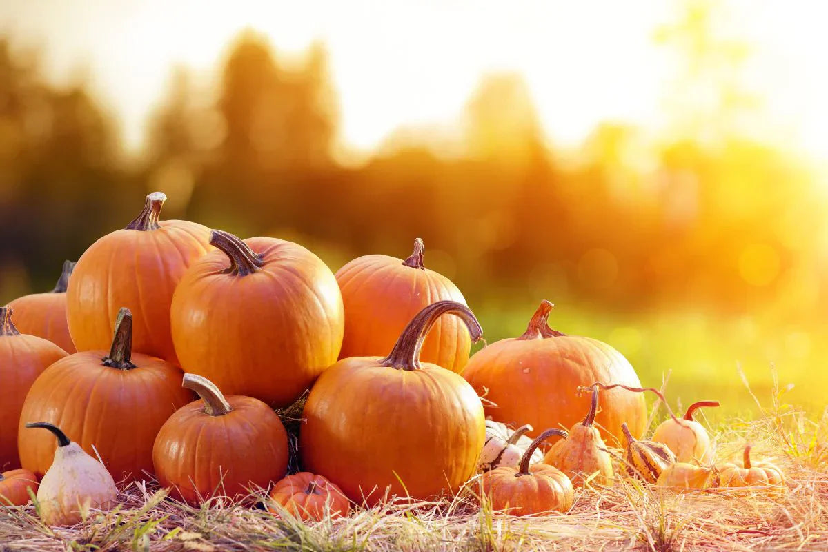 High yield pumpkin samen für successful gardening