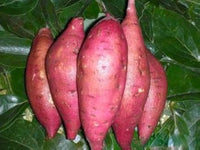 High-yield riesige süße potato samen
