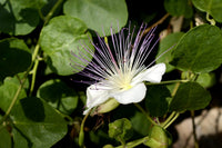 Alcaparras Blumensamen zur Aussaat Bestäuber freundlich Traditionssorte & ohne Gentechnik Samen Hausgarten
