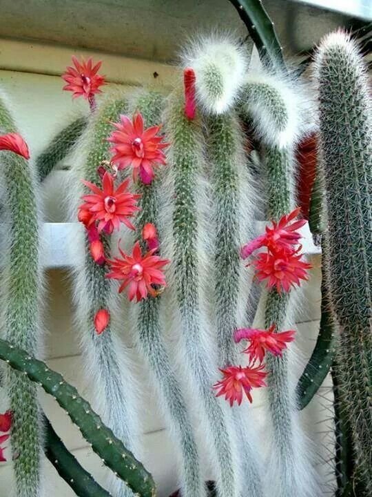 Hildewintera colademononis blume samen for anpflanzung stunning blooms