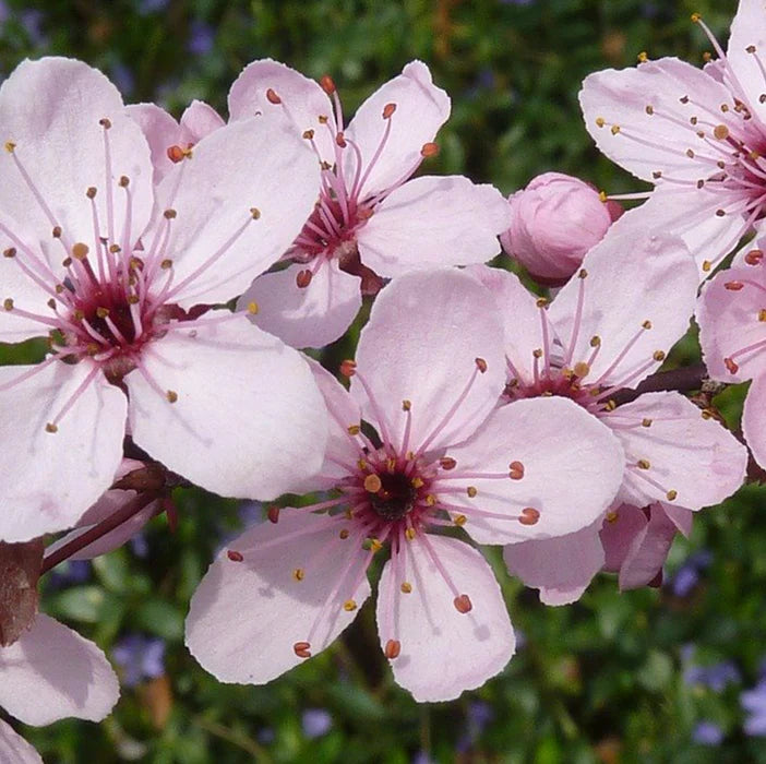 Himalayan Cherry Baum Samen (Prunus Cerasoides) – Rosa Blumen & Rot Fruit Landscapes