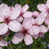 Himalayan Cherry Baum Samen (Prunus Cerasoides) – Rosa Blumen & Rot Fruit Landscapes