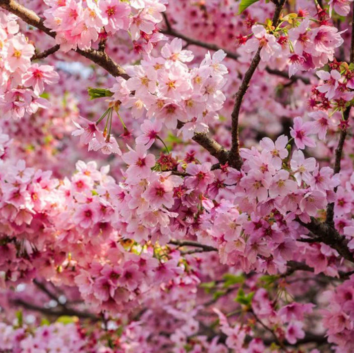 Himalayan Cherry Baum Samen (Prunus Cerasoides) – Rosa Blumen & Rot Fruit Landscapes