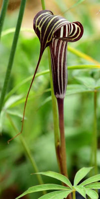 Exotic Himalayan Cobra Lily Pflanzen from Samen thriving in a woodland Garten