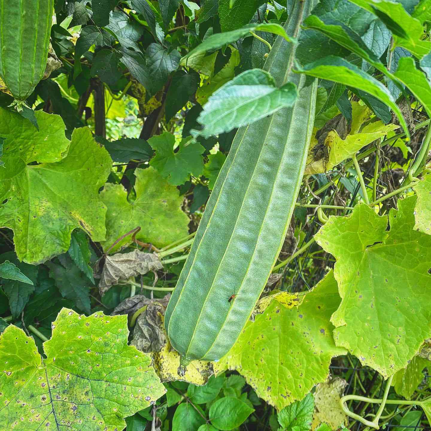 Ridge Gourd Gemüsesamen for Home Gardening