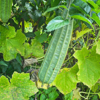 Ridge Gourd Gemüsesamen for Home Gardening