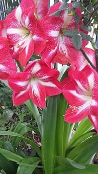 Hippeastrum amaryllis blumen wachsend in garten bed