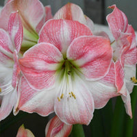 hell Rosa Hippeastrum Blumensamen zur Aussaat – leuchtend Blüten – Traditionssorte & ohne Gentechnik Samen Hausgarten