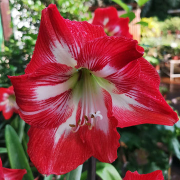 Hippeastrum rutilum rot blume samen for vibrant garten anpflanzung