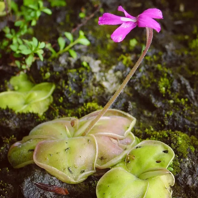 Fettkraut Blumensamen zur Aussaat leuchtend Traditionssorte & ohne Gentechnik Samen Hausgarten