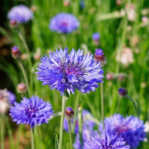 Cornflower Blumensamen zur Aussaat – Schnitt Blume beliebt – Traditionssorte & ohne Gentechnik Samen Hausgarten