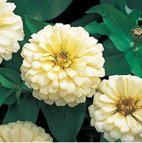 Zinnie Dreamland Ivory Blumensamen elegant Weiß Blüten