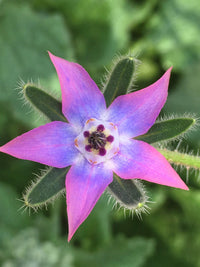 Borage Blumensamen zur Aussaat Wildblume Mischung Traditionssorte & ohne Gentechnik Samen Hausgarten