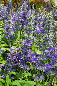 Hoary Skullcap Pflanzen with lavender Blume spikes