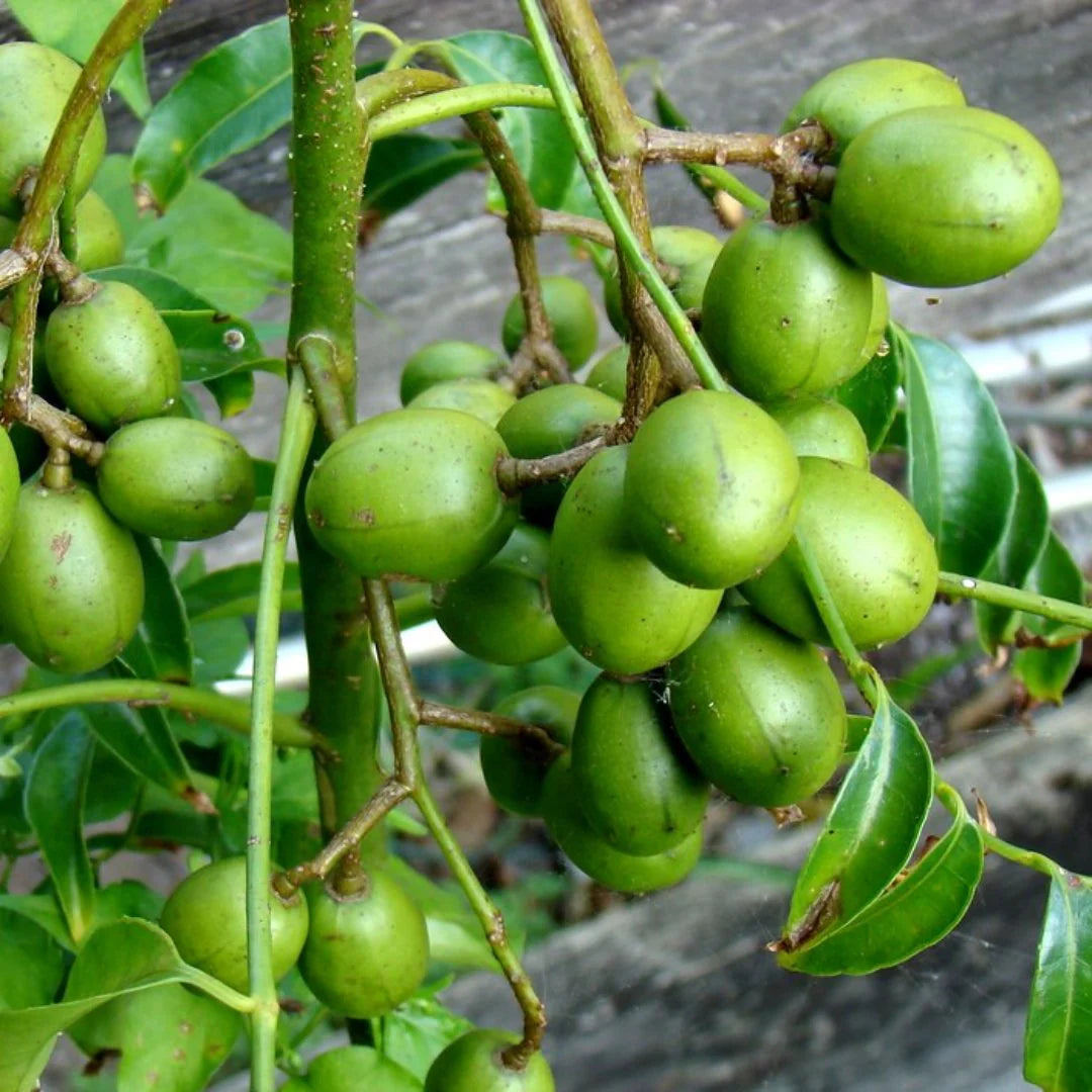 Spondias Fruit Samen zur Aussaat Anzucht tropisch Fruit Trees at Haus