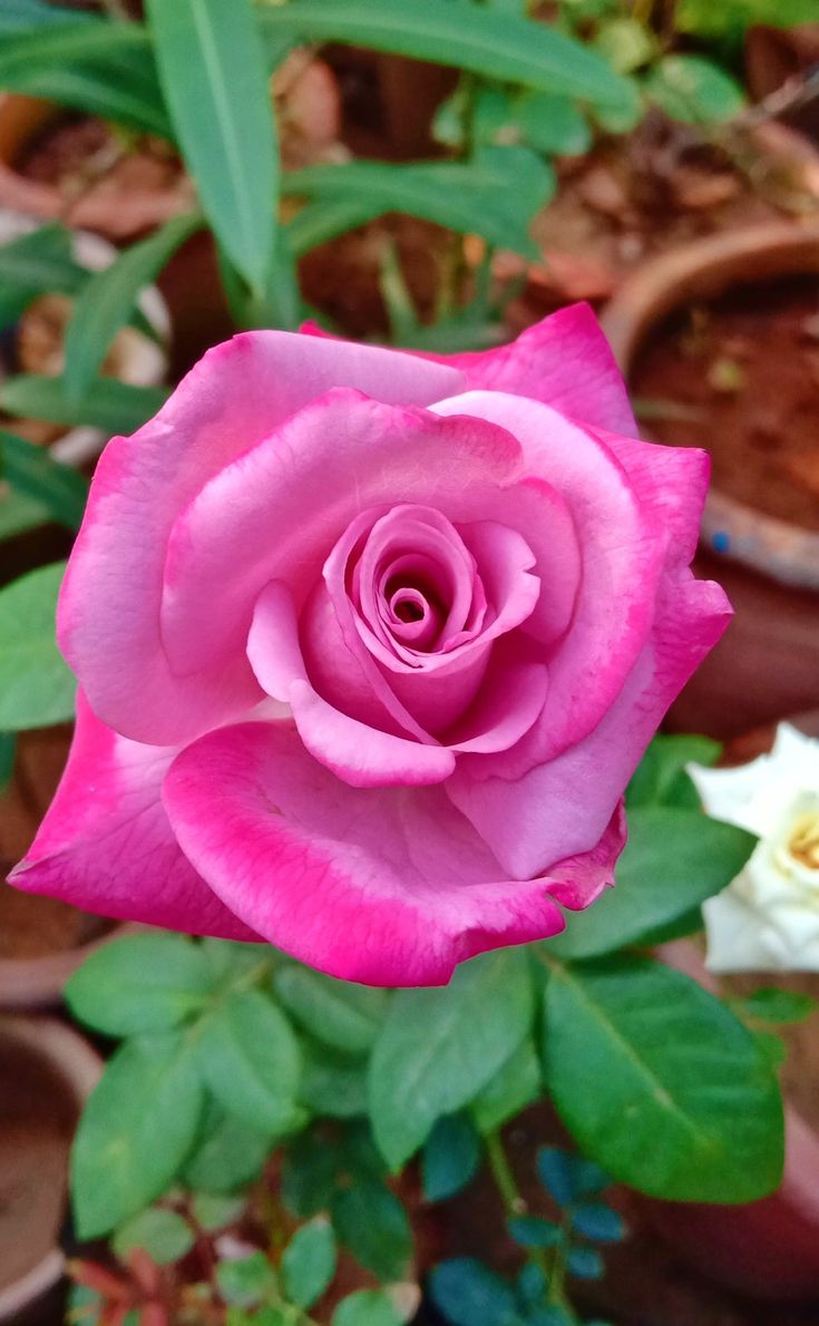 Holland rose blume samen for anpflanzung light rosa blooms