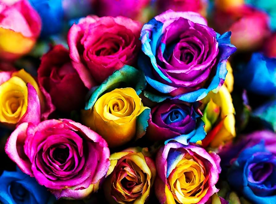 How to grow holland rose blumen