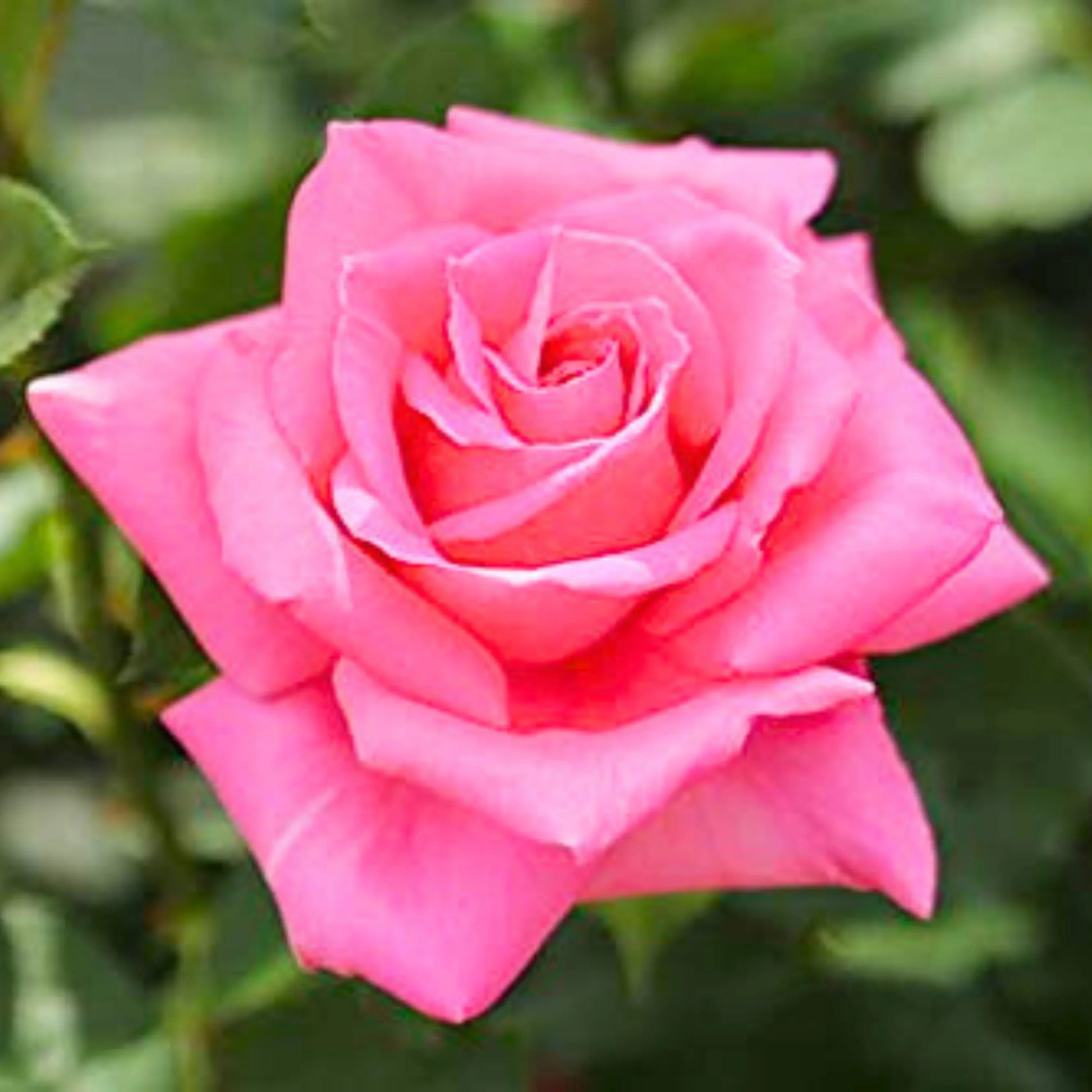 Holland rose pflanzen with light rosa blumen in töpfen