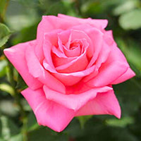 Holland rose pflanzen with light rosa blumen in töpfen