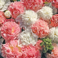 Gemischt Stockrose gefüllt Blumensamen zur Aussaat – ideal Rabatten – Traditionssorte & ohne Gentechnik Samen Hausgarten