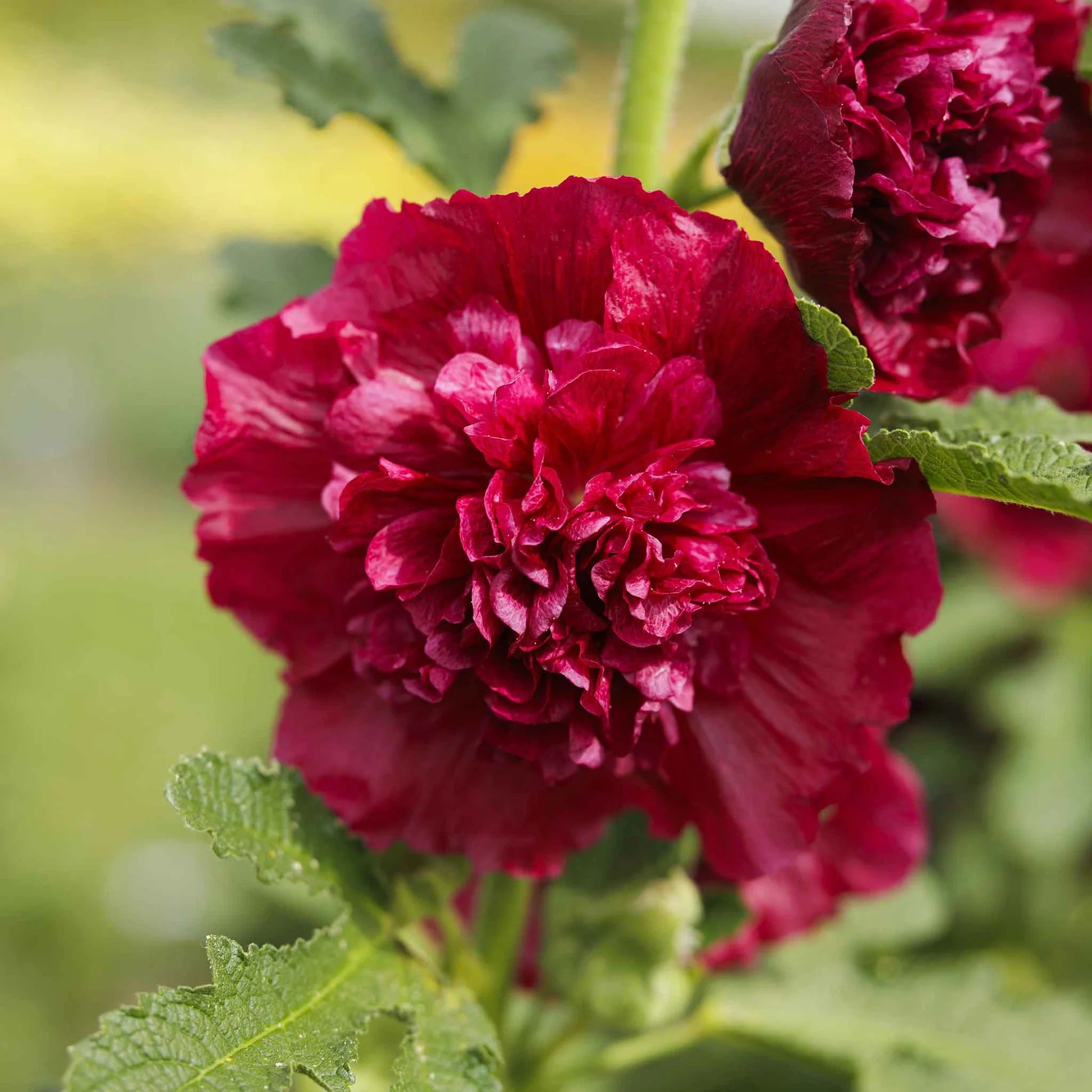 Kastanienrot Stockrose Blumensamen zur Aussaat – robust Sorte – Traditionssorte & ohne Gentechnik Samen Hausgarten