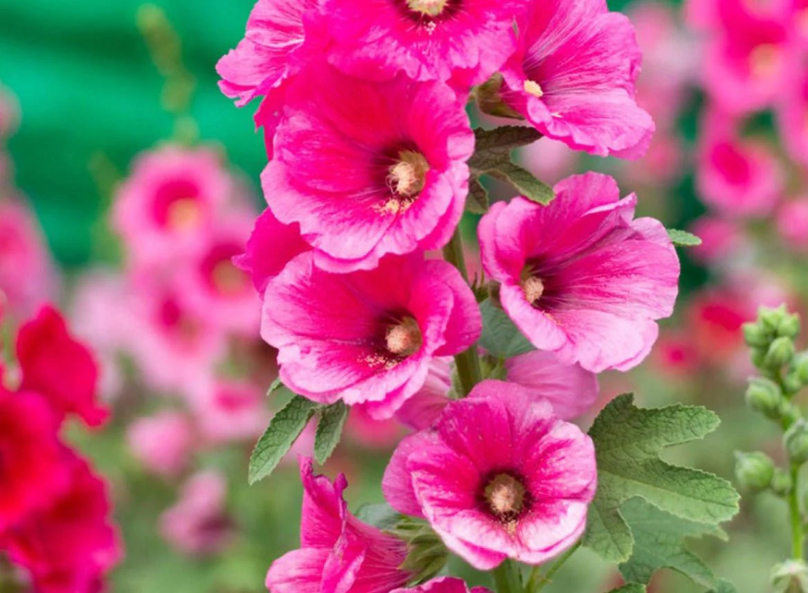 Holly Hock Blumensamen zur Aussaat Garten beliebt Traditionssorte & ohne Gentechnik Samen Hausgarten