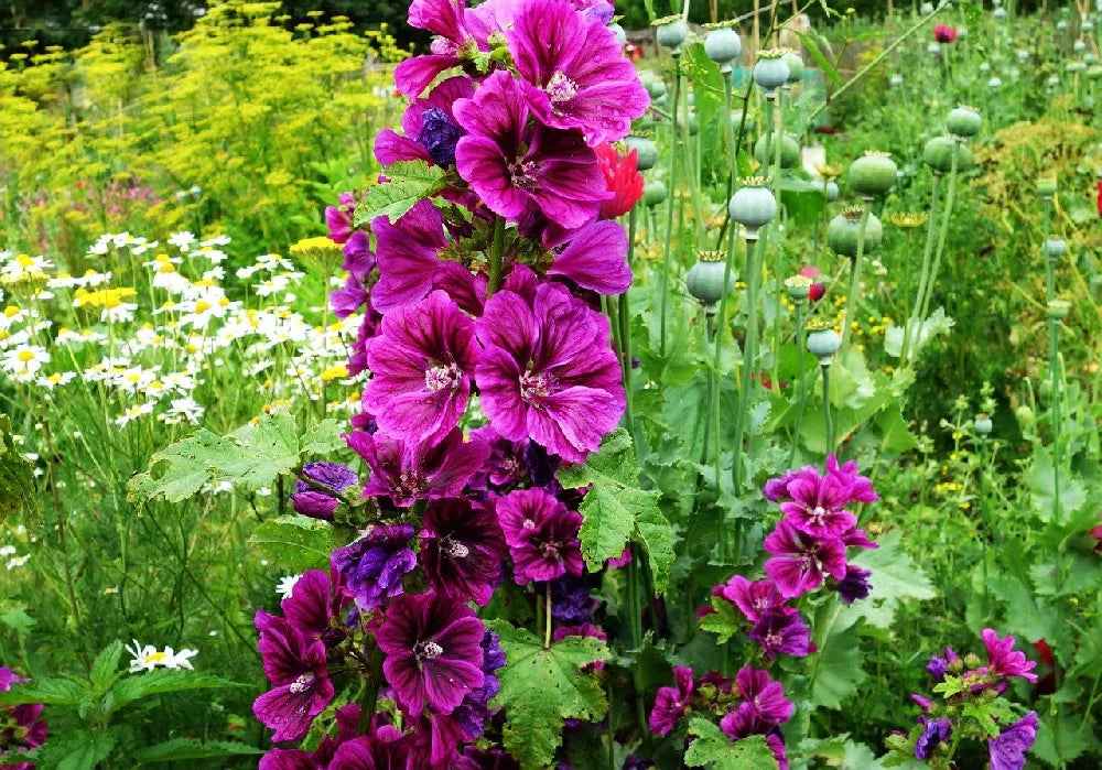 Dark lila althaea rosea blume samen for exotic charm in your garten