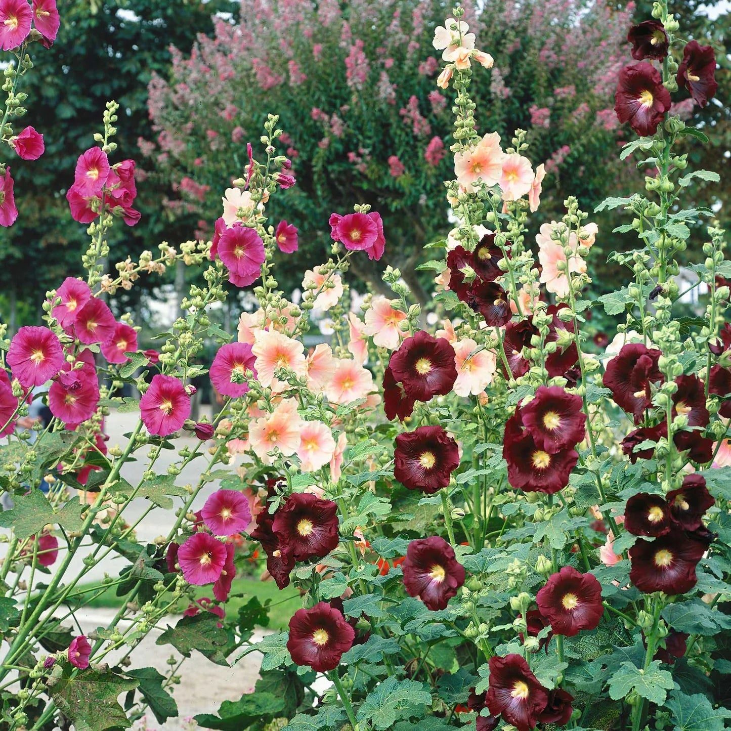 Gemischt Alcea Rosea Blumensamen zur Aussaat – farbenfroh Schau – Traditionssorte & ohne Gentechnik Samen Hausgarten